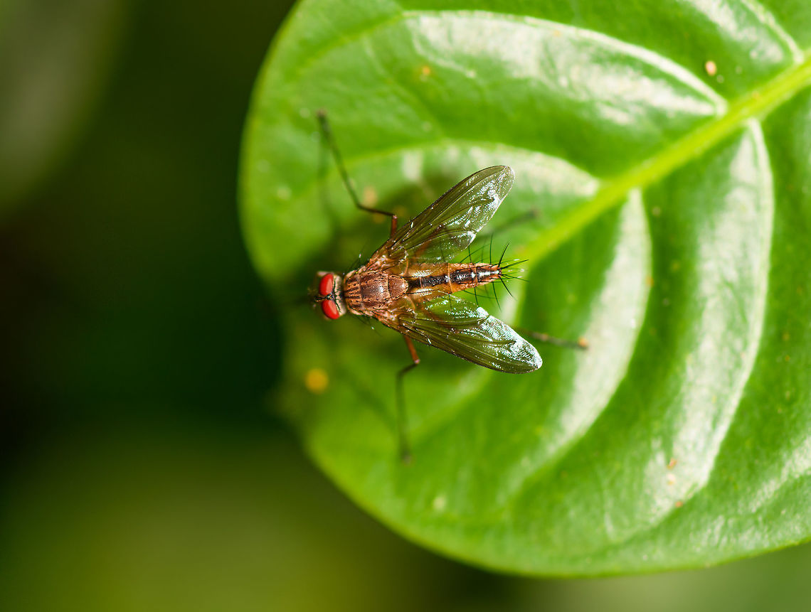 Stilt-legged fly - top, Ranomafana, Madagascar <figure class="photo"><a href="https://www.jungledragon.com/image/84104/stilt-legged_fly_ranomafana_madagascar.html" title="Stilt-legged fly, Ranomafana, Madagascar"><img src="https://s3.amazonaws.com/media.jungledragon.com/images/2/84104_thumb.jpg?AWSAccessKeyId=05GMT0V3GWVNE7GGM1R2&Expires=1770854410&Signature=gcs%2BlJvtEujfTch44Tlhwmq1XMM%3D" width="138" height="152" alt="Stilt-legged fly, Ranomafana, Madagascar https://www.jungledragon.com/image/84103/stilt-legged_fly_-_top_ranomafana_madagascar.html Africa,Geotagged,Madagascar,Madagascar 2019,Ranomafana National Park,Winter,World" /></a></figure> Africa,Madagascar,Madagascar 2019,Ranomafana National Park,World