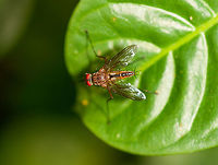 Stilt-legged fly - top, Ranomafana, Madagascar https://www.jungledragon.com/image/84104/stilt-legged_fly_ranomafana_madagascar.html Africa,Madagascar,Madagascar 2019,Ranomafana National Park,World