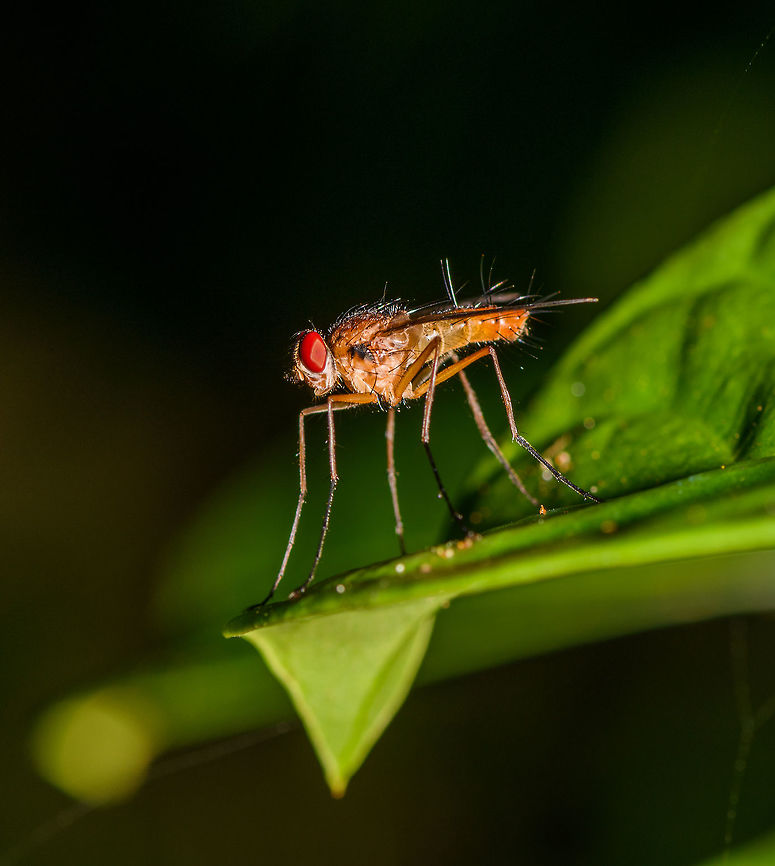 Stilt-legged fly, Ranomafana, Madagascar <figure class="photo"><a href="https://www.jungledragon.com/image/84103/stilt-legged_fly_-_top_ranomafana_madagascar.html" title="Stilt-legged fly - top, Ranomafana, Madagascar"><img src="https://s3.amazonaws.com/media.jungledragon.com/images/2/84103_thumb.jpg?AWSAccessKeyId=05GMT0V3GWVNE7GGM1R2&Expires=1770854410&Signature=LXezTK8RoGZ0Z9MScp9Kn6qq9o0%3D" width="200" height="152" alt="Stilt-legged fly - top, Ranomafana, Madagascar https://www.jungledragon.com/image/84104/stilt-legged_fly_ranomafana_madagascar.html Africa,Madagascar,Madagascar 2019,Ranomafana National Park,World" /></a></figure> Africa,Geotagged,Madagascar,Madagascar 2019,Ranomafana National Park,Winter,World