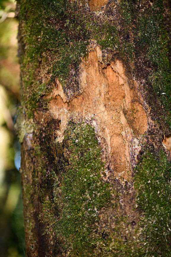 Aye-Aye feeding marks on tree, Ranomafana, Madagascar I found it hard to believe at first, but these deep marks in this standing tree are made by the Aye-aye. It is known to be a nocturnal animal that listens to the barks of trees using its huge bat-like ears for any insect (larvae) movement inside. When detecting a target, it gnaws through the trunk of the tree, and lastly, it&#039;s using its famous lengthy middle fingers to scoop out the rewards. <br />
<br />
Perhaps distracted by its epic middle finger, I never thought much of the gnawling part until I saw signs like these. Its rabbit-like teeth are no joke, biting through a tree like this. It also knows how to handle extremely hard nuts and seeds. This research article opens with a few more examples:<br />
<a href="https://www.researchgate.net/figure/Aye-aye-secondary-signs-revealing-distinctive-incisor-marks-on-dead-wood-a-and_fig3_51552488" rel="nofollow">https://www.researchgate.net/figure/Aye-aye-secondary-signs-revealing-distinctive-incisor-marks-on-dead-wood-a-and_fig3_51552488</a> Africa,Madagascar,Madagascar 2019,Ranomafana National Park,World