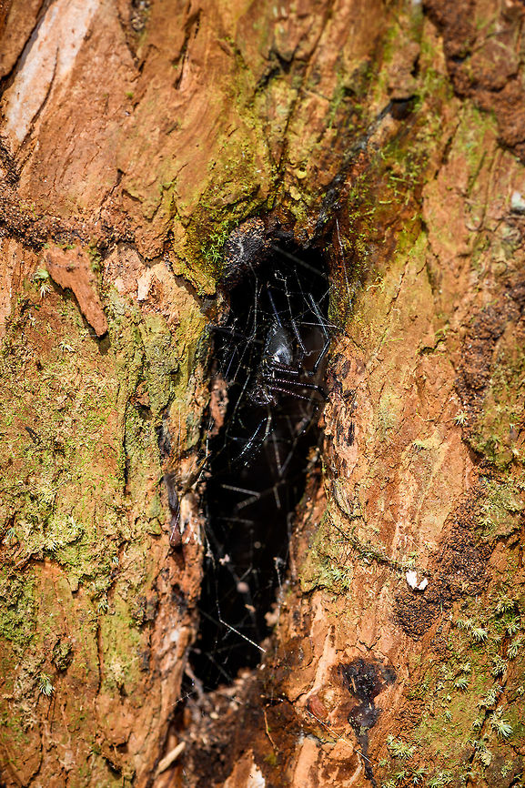Black spider, Ranomafana, Madagascar I&#039;m unsure of the family yet. It seems to have made a web in an opening of the bark of this tree. Africa,Geotagged,Madagascar,Madagascar 2019,Ranomafana National Park,Winter,World