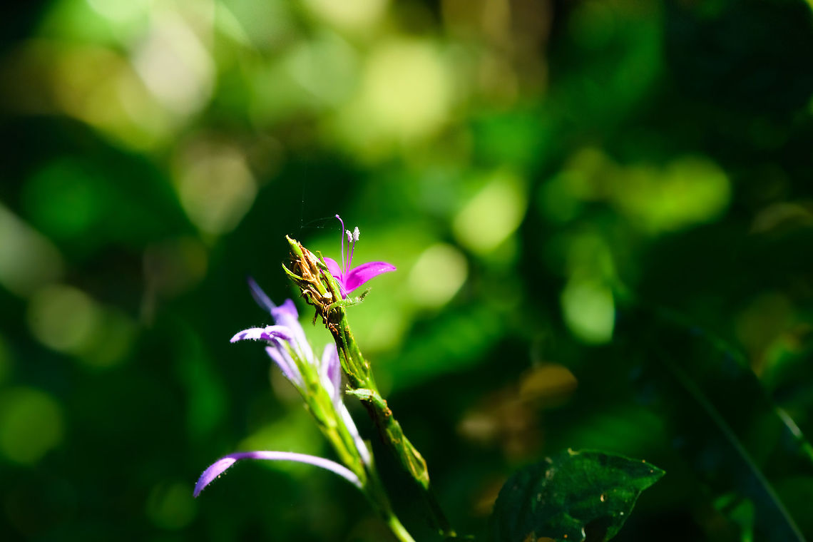 Pink/purple flower, Ranomafana, Madagascar  Africa,Madagascar,Madagascar 2019,Ranomafana National Park,World