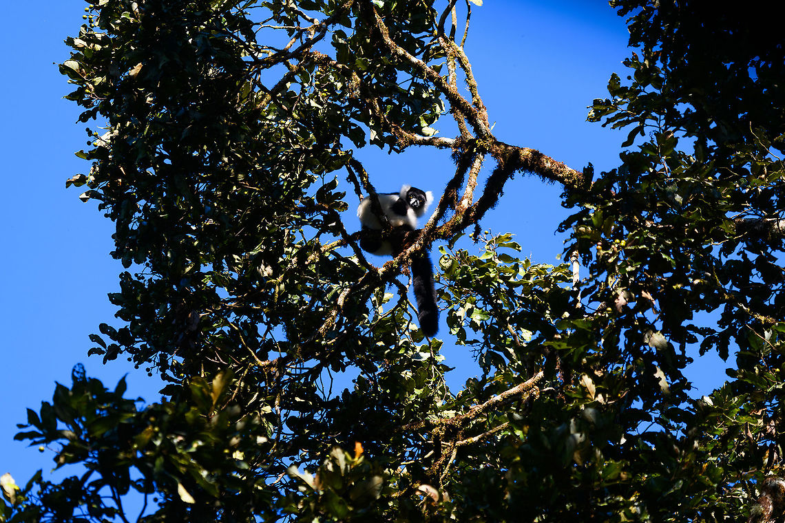 Black-and-white ruffed lemur, Ranomafana, Madagascar Greeting us when arriving at the camp site in Ranomafana, where we would spend 2 nights. They often hang out at specific fruit trees directly inside camp, so they can be seen and heard often. They also regularly pick a fight with the red-fronted brown lemurs whom compete for the same fruit. Amidst other lemur species, in our experience they are usually dominant. Mostly by means of intimidation, they have an extremely loud call when upset. It&#039;s a bluffer.<br />
<br />
This lemur species is very popular, it can be seen in many zoos and in Madagascar is a &quot;standard&quot; lemur in many semi-natural places (such as lemur island). This may give the impression that they are doing fine. In reality, they are a critically endangered species.<br />
<br />
Here&#039;s the northern sub species showing their typical intimidation tactic:<br />
<figure class="photo"><a href="https://www.jungledragon.com/image/33539/territorial_northern_black-and-white_ruffed_lemur_nosy_mangabe_-_front_view_madagascar.html" title="Territorial Northern black-and-white ruffed lemur, Nosy Mangabe - front view, Madagascar"><img src="https://s3.amazonaws.com/media.jungledragon.com/images/2/33539_thumb.jpg?AWSAccessKeyId=05GMT0V3GWVNE7GGM1R2&Expires=1759968010&Signature=d2Qk%2BrkKB6KNf67xTmhZrpxl2QM%3D" width="200" height="180" alt="Territorial Northern black-and-white ruffed lemur, Nosy Mangabe - front view, Madagascar We&#039;ve been observing these peaceful, endangered lemurs on the island of Nosy Mangabe for 20 minutes or so. We had some photos, they were in a state of rest, so we were packing up to move on. Then, like the flip of a switch they go into absolute panic mode. Violent screams, trees shaking, truly aggressive behavior.<br />
<br />
As it turns out, completely out of our sight they detected a rival group, and they were being very clear on where their territory begins. We were caught in the middle, lucky and fascinated. I&#039;m sharing several shots just because it was an awe-inspiring moment for us.<br />
<br />
On this photo you can see it firmly holding on to the tree branch with all limbs, in order to shake it as violently as possible. This is a game of display, not actual aggression.<br />
<br />
Full series, in order:<br />
http://www.jungledragon.com/image/33538/territorial_northern_black-and-white_ruffed_lemur_nosy_mangabe_-_resting_madagascar.html<br />
<br />
http://www.jungledragon.com/image/33541/territorial_northern_black-and-white_ruffed_lemur_nosy_mangabe_-_intimidating_madagascar.html<br />
<br />
http://www.jungledragon.com/image/33535/territorial_northern_black-and-white_ruffed_lemur_nosy_mangabe_madagascar.html<br />
<br />
http://www.jungledragon.com/image/33539/territorial_northern_black-and-white_ruffed_lemur_nosy_mangabe_-_front_view_madagascar.html<br />
<br />
http://www.jungledragon.com/image/33536/territorial_northern_black-and-white_ruffed_lemur_nosy_mangabe_-_side_view_madagascar.html<br />
<br />
http://www.jungledragon.com/image/33535/territorial_northern_black-and-white_ruffed_lemur_nosy_mangabe_madagascar.html<br />
<br />
http://www.jungledragon.com/image/33537/territorial_northern_black-and-white_ruffed_lemur_nosy_mangabe_-_rotating_madagascar.html<br />
<br />
http://www.jungledragon.com/image/33540/territorial_northern_black-and-white_ruffed_lemur_nosy_mangabe_-_closeup_madagascar.html<br />
<br />
http://www.jungledragon.com/image/33542/territorial_northern_black-and-white_ruffed_lemur_nosy_mangabe_-_aftermath_madagascar.html<br />
<br />
http://www.jungledragon.com/image/33543/territorial_northern_black-and-white_ruffed_lemur_nosy_mangabe_-_aftermath_madagascar.html Africa,Madagascar,Madagascar North,Northern black-and-white ruffed lemur,Nosy Mangabe,Varecia variegata subcincta,World" /></a></figure> Africa,Black-and-white ruffed lemur,Madagascar,Madagascar 2019,Ranomafana National Park,Varecia variegata,World