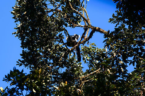 Black-and-white ruffed lemur, Ranomafana, Madagascar Greeting us when arriving at the camp site in Ranomafana, where we would spend 2 nights. They often hang out at specific fruit trees directly inside camp, so they can be seen and heard often. They also regularly pick a fight with the red-fronted brown lemurs whom compete for the same fruit. Amidst other lemur species, in our experience they are usually dominant. Mostly by means of intimidation, they have an extremely loud call when upset. It's a bluffer.

This lemur species is very popular, it can be seen in many zoos and in Madagascar is a "standard" lemur in many semi-natural places (such as lemur island). This may give the impression that they are doing fine. In reality, they are a critically endangered species.

Here's the northern sub species showing their typical intimidation tactic:
https://www.jungledragon.com/image/33539/territorial_northern_black-and-white_ruffed_lemur_nosy_mangabe_-_front_view_madagascar.html Africa,Black-and-white ruffed lemur,Madagascar,Madagascar 2019,Ranomafana National Park,Varecia variegata,World