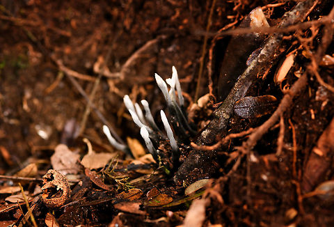 Xylaria sp., Ranomafana, Madagascar Presumed genus for now. Africa,Madagascar,Madagascar 2019,Ranomafana National Park,World