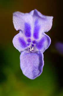 Purple Flower, Ranomafana, Madagascar https://www.jungledragon.com/image/84129/purple_flowers_ranomafana_madagascar.html Africa,Geotagged,Madagascar,Madagascar 2019,Ranomafana National Park,Winter,World