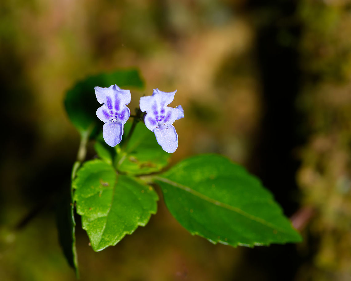 Purple Flowers, Ranomafana, Madagascar <figure class="photo"><a href="https://www.jungledragon.com/image/84128/purple_flower_ranomafana_madagascar.html" title="Purple Flower, Ranomafana, Madagascar"><img src="https://s3.amazonaws.com/media.jungledragon.com/images/2/84128_thumb.jpg?AWSAccessKeyId=05GMT0V3GWVNE7GGM1R2&Expires=1759968010&Signature=YGx1RXrKOorshTR75epj%2FQ0DFmI%3D" width="102" height="152" alt="Purple Flower, Ranomafana, Madagascar https://www.jungledragon.com/image/84129/purple_flowers_ranomafana_madagascar.html Africa,Geotagged,Madagascar,Madagascar 2019,Ranomafana National Park,Winter,World" /></a></figure> Africa,Madagascar,Madagascar 2019,Ranomafana National Park,World