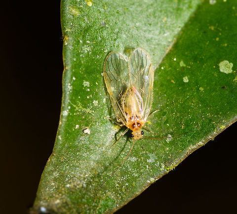 Booklice - closeup, Ranomafana, Madagascar I'm thinking this is a booklice (also called barkfly) based on this similar looking insect:
https://www.jungledragon.com/image/32060/winged_aphid_in_grass_netherlands.html
Full scene:

https://www.jungledragon.com/image/84134/booklice_ranomafana_madagascar.html Africa,Geotagged,Madagascar,Madagascar 2019,Ranomafana National Park,Winter,World