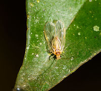 Booklice - closeup, Ranomafana, Madagascar I'm thinking this is a booklice (also called barkfly) based on this similar looking insect:<br />
https://www.jungledragon.com/image/32060/winged_aphid_in_grass_netherlands.html<br />
Full scene:<br />
<br />
https://www.jungledragon.com/image/84134/booklice_ranomafana_madagascar.html Africa,Geotagged,Madagascar,Madagascar 2019,Ranomafana National Park,Winter,World