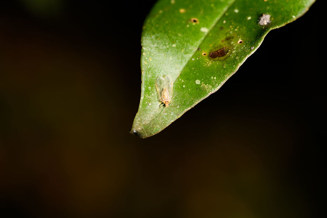Booklice, Ranomafana, Madagascar I'm thinking this is a booklice (also called barkfly) based on this similar looking insect:<br />
<figure class="photo"><a href="https://www.jungledragon.com/image/32060/winged_aphid_in_grass_netherlands.html" title="Winged Aphid(?) in grass, Netherlands"><img src="https://s3.amazonaws.com/media.jungledragon.com/images/2/32060_thumb.jpg?AWSAccessKeyId=05GMT0V3GWVNE7GGM1R2&Expires=1770854410&Signature=9VNTj7llX8EsWacYbHfCfZ68t6k%3D" width="102" height="152" alt="Winged Aphid(?) in grass, Netherlands I'm happy with the photo for this creature being so tiny and the wind moving the grass, but have yet no idea what it is. I assume it is some kind of aphid. Size is perhaps 3 or 4mm.<br />
<br />
Update: probably Psocoptera. Geotagged,Heeswijk-Dinther,Netherlands,Psocoptera,Spring,Stenopsocidae,Stenopsocus immaculatus" /></a></figure><br />
Closeup:<br />
<br />
<figure class="photo"><a href="https://www.jungledragon.com/image/84133/booklice_-_closeup_ranomafana_madagascar.html" title="Booklice - closeup, Ranomafana, Madagascar"><img src="https://s3.amazonaws.com/media.jungledragon.com/images/2/84133_thumb.jpg?AWSAccessKeyId=05GMT0V3GWVNE7GGM1R2&Expires=1770854410&Signature=vgfXr1dCZWKJ7O5Ux3GG%2FsroiwM%3D" width="200" height="182" alt="Booklice - closeup, Ranomafana, Madagascar I'm thinking this is a booklice (also called barkfly) based on this similar looking insect:<br />
https://www.jungledragon.com/image/32060/winged_aphid_in_grass_netherlands.html<br />
Full scene:<br />
<br />
https://www.jungledragon.com/image/84134/booklice_ranomafana_madagascar.html Africa,Geotagged,Madagascar,Madagascar 2019,Ranomafana National Park,Winter,World" /></a></figure> Africa,Geotagged,Madagascar,Madagascar 2019,Ranomafana National Park,Winter,World