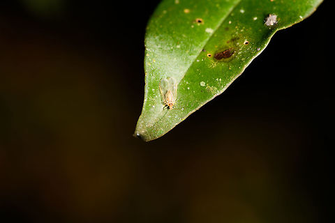 Booklice, Ranomafana, Madagascar I'm thinking this is a booklice (also called barkfly) based on this similar looking insect:
https://www.jungledragon.com/image/32060/winged_aphid_in_grass_netherlands.html
Closeup:

https://www.jungledragon.com/image/84133/booklice_-_closeup_ranomafana_madagascar.html Africa,Geotagged,Madagascar,Madagascar 2019,Ranomafana National Park,Winter,World