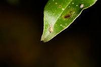 Booklice, Ranomafana, Madagascar I'm thinking this is a booklice (also called barkfly) based on this similar looking insect:<br />
https://www.jungledragon.com/image/32060/winged_aphid_in_grass_netherlands.html<br />
Closeup:<br />
<br />
https://www.jungledragon.com/image/84133/booklice_-_closeup_ranomafana_madagascar.html Africa,Geotagged,Madagascar,Madagascar 2019,Ranomafana National Park,Winter,World