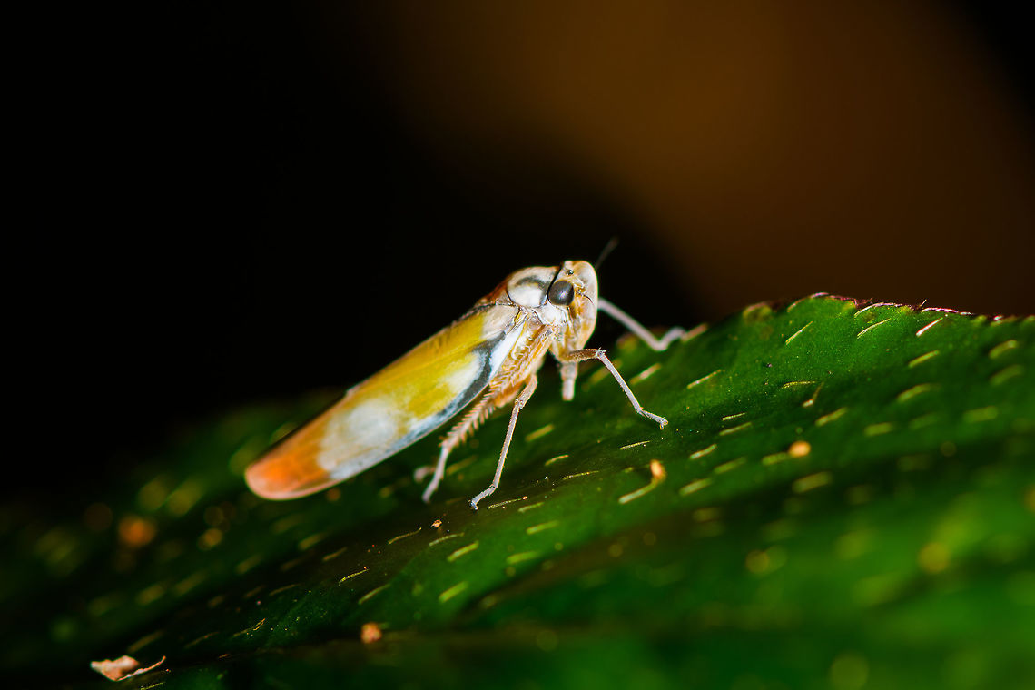 Colorful leafhopper, Ranomafana, Madagascar Similar observation here, but no species ID:<br />
<a href="https://www.inaturalist.org/observations/9716868" rel="nofollow">https://www.inaturalist.org/observations/9716868</a> Africa,Geotagged,Madagascar,Madagascar 2019,Ranomafana National Park,Winter,World