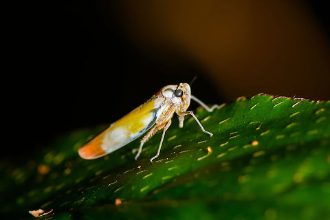 Colorful leafhopper, Ranomafana, Madagascar Similar observation here, but no species ID:
https://www.inaturalist.org/observations/9716868 Africa,Geotagged,Madagascar,Madagascar 2019,Ranomafana National Park,Winter,World