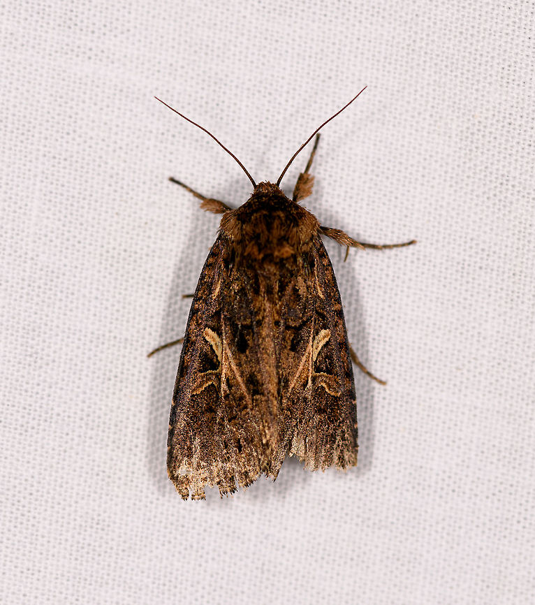 Brown Moth, Ranomafana, Madagascar Probably Noctuidae.<br />
<br />
Opening the set for the first out of two nights of mothing done at the camp site of Ranomafana. a few days earlier we had tried our setup in Kirindy, which brought very low yields. Compared to that rock bottom starting point, this session was better: more species, some better looking species. Not an overdose of moths, but an improvement restoring some hope. Africa,LepiLED,Madagascar,Madagascar 2019,Ranomafana National Park,World