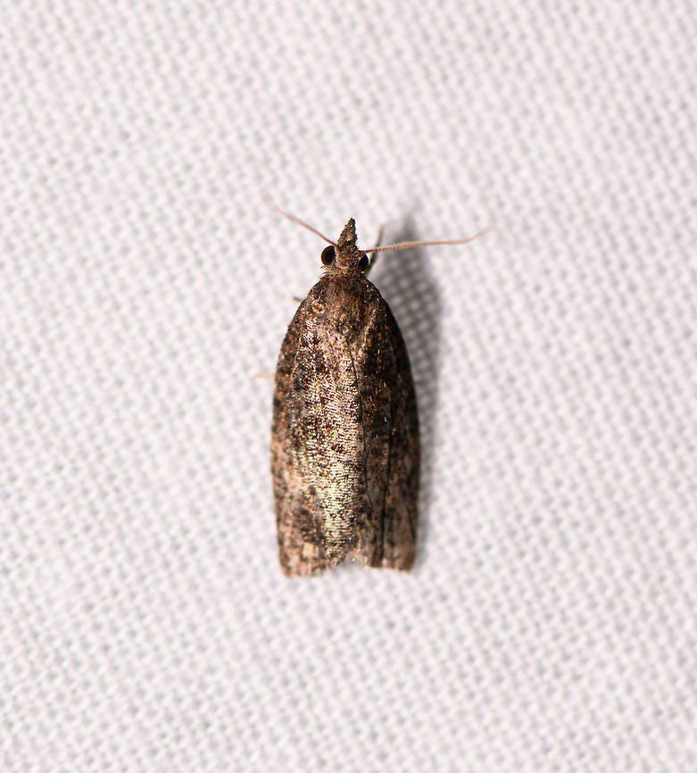 Tortricinae - 2, Ranomafana, Madagascar About 5-10mm in size.<br />
ID by Maik Bippus. Africa,Geotagged,LepiLED,Madagascar,Madagascar 2019,Ranomafana National Park,Winter,World