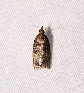 Tortricinae - 2, Ranomafana, Madagascar About 5-10mm in size.
ID by Maik Bippus. Africa,Geotagged,LepiLED,Madagascar,Madagascar 2019,Ranomafana National Park,Winter,World