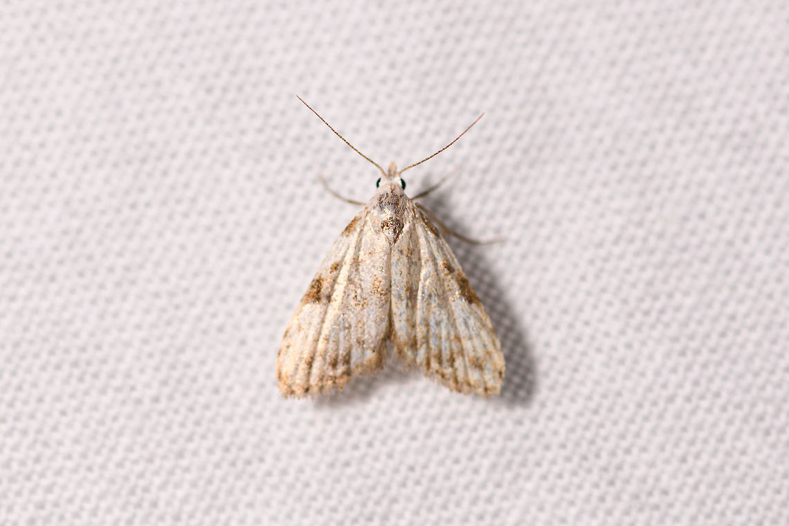Small white moth, Ranomafana, Madagascar About 7mm in size. Overall white with several brown marks. Squarish in appearance. Africa,LepiLED,Madagascar,Madagascar 2019,Ranomafana National Park,World
