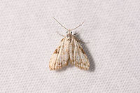 Small white moth, Ranomafana, Madagascar About 7mm in size. Overall white with several brown marks. Squarish in appearance. Africa,LepiLED,Madagascar,Madagascar 2019,Ranomafana National Park,World