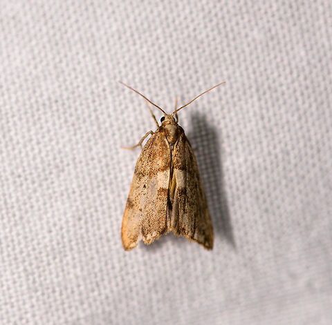 Yellowish moth, Ranomafana, Madagascar About 1cm in size. Overall yellow to brown with a thick horizontal band across the wings that is light yellow on the inside, outlined by a thinner dark brown band. Africa,LepiLED,Madagascar,Madagascar 2019,Ranomafana National Park,World