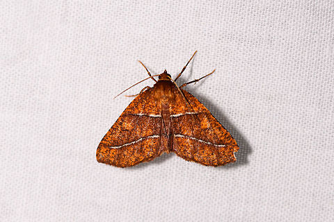 Orange moth with white bands, Ranomafana, Madagascar About 2cm in width. Overall brown/bright orange speckled patterns. Two explicit white horizontal lines across the wings with a dark outline. Africa,LepiLED,Madagascar,Madagascar 2019,Ranomafana National Park,World