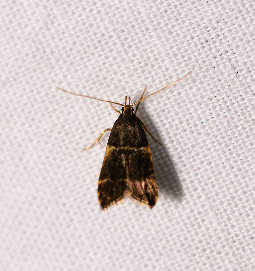 Tiny blackish moth, Ranomafana, Madagascar About 5mm in size. Tall appearance, overall black with gold/yellow horizontal bands, legs and antennae. Africa,Geotagged,LepiLED,Madagascar,Madagascar 2019,Ranomafana National Park,Winter,World