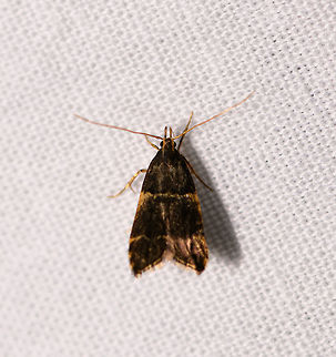 Tiny blackish moth, Ranomafana, Madagascar About 5mm in size. Tall appearance, overall black with gold/yellow horizontal bands, legs and antennae. Africa,Geotagged,LepiLED,Madagascar,Madagascar 2019,Ranomafana National Park,Winter,World