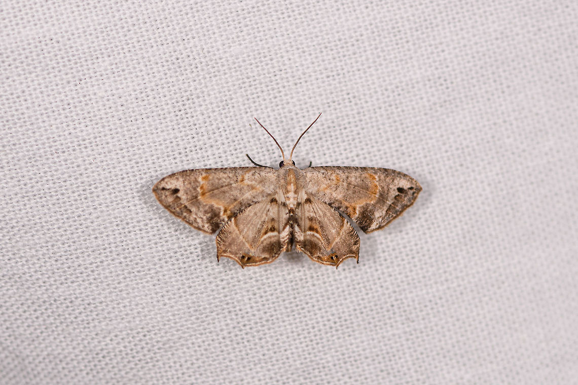Epiplema sogai, Ranomafana, Madagascar 3-5cm wide. Overall complicated patterns of earth tones. Somewhat wavy wings ending in tips. Africa,Epiplema sogai,LepiLED,Madagascar,Madagascar 2019,Ranomafana National Park,World