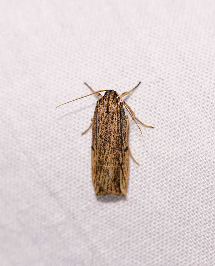 Lengthy yellow/black moth, Ranomafana, Madagascar Tall and thin body shape, about 3cm in height. Overall yellow with dense black speckles and some black bands. Africa,Geotagged,LepiLED,Madagascar,Madagascar 2019,Ranomafana National Park,Winter,World