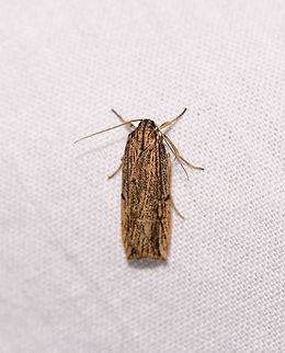 Lengthy yellow/black moth, Ranomafana, Madagascar Tall and thin body shape, about 3cm in height. Overall yellow with dense black speckles and some black bands. Africa,Geotagged,LepiLED,Madagascar,Madagascar 2019,Ranomafana National Park,Winter,World