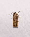 Lengthy yellow/black moth, Ranomafana, Madagascar Tall and thin body shape, about 3cm in height. Overall yellow with dense black speckles and some black bands. Africa,Geotagged,LepiLED,Madagascar,Madagascar 2019,Ranomafana National Park,Winter,World