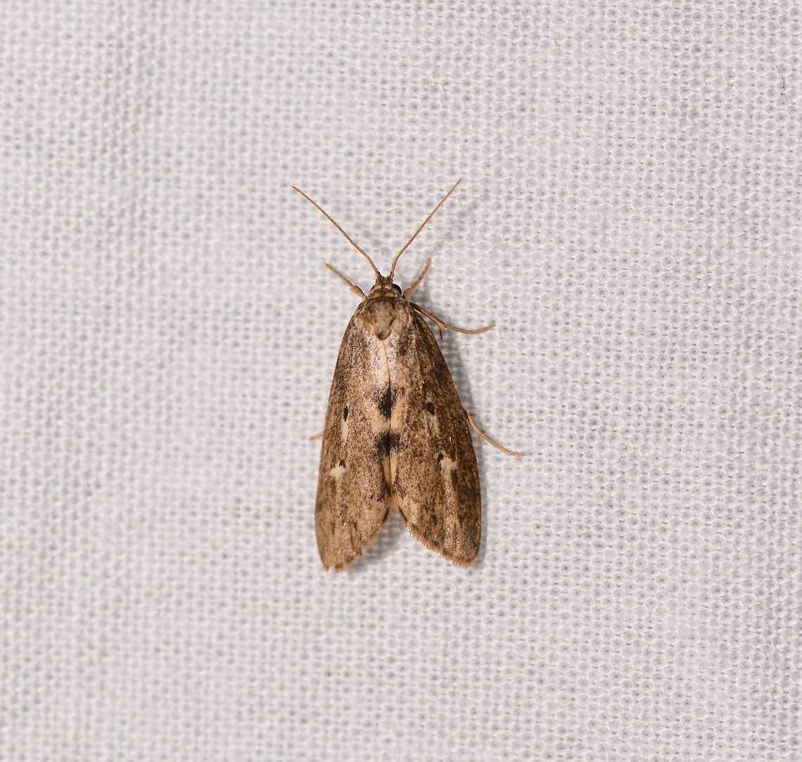 Brown moths with spots, Ranomafana, Madagascar About 4-5cm tall.  Africa,Geotagged,LepiLED,Madagascar,Madagascar 2019,Ranomafana National Park,Winter,World