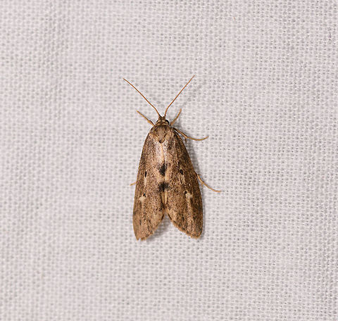 Brown moths with spots, Ranomafana, Madagascar About 4-5cm tall.  Africa,Geotagged,LepiLED,Madagascar,Madagascar 2019,Ranomafana National Park,Winter,World