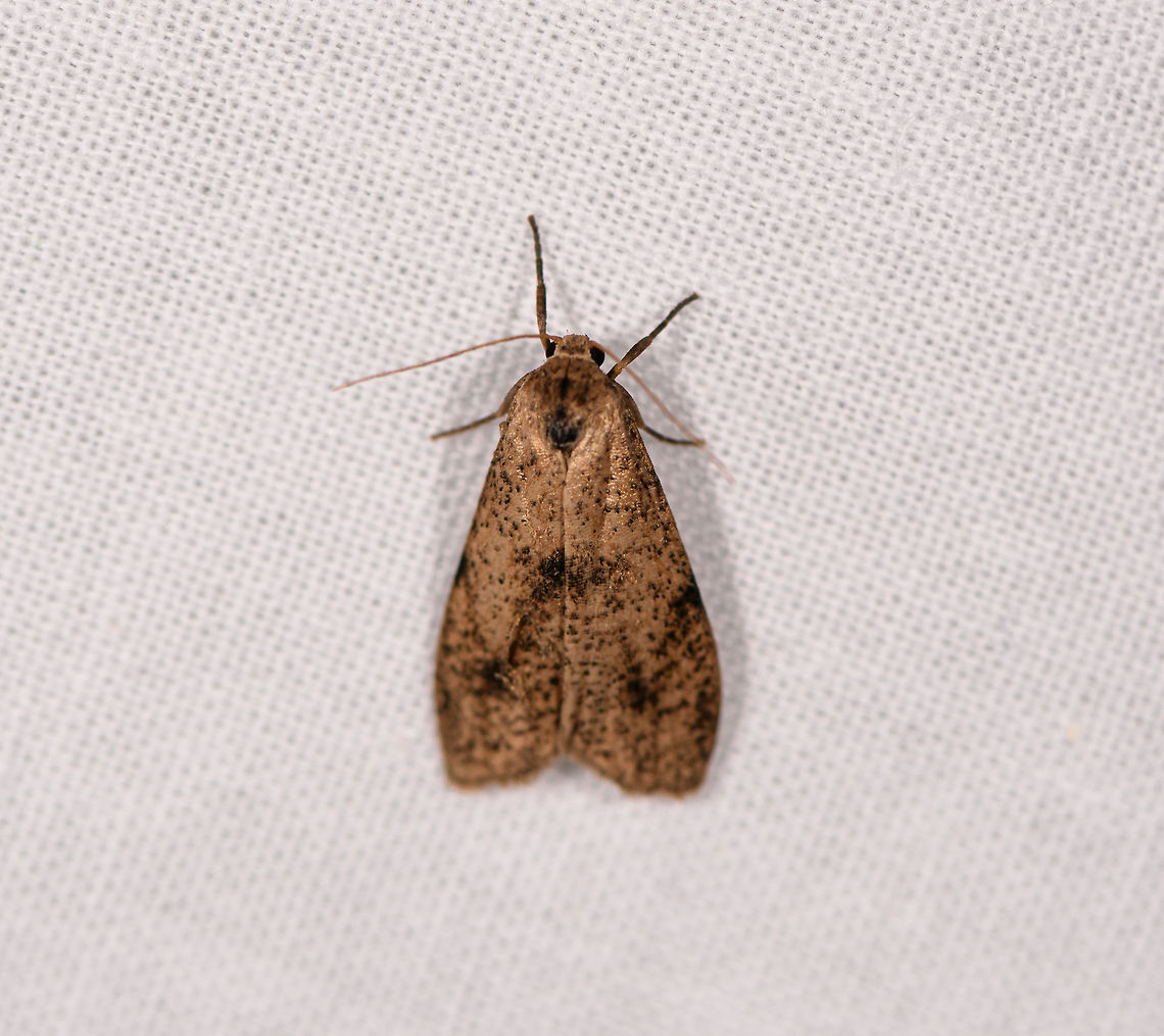 Brown shiny moth, Ranomafana, Madagascar About 3cm tall. Africa,LepiLED,Madagascar,Madagascar 2019,Ranomafana National Park,World
