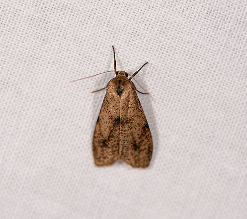 Brown shiny moth, Ranomafana, Madagascar About 3cm tall. Africa,LepiLED,Madagascar,Madagascar 2019,Ranomafana National Park,World