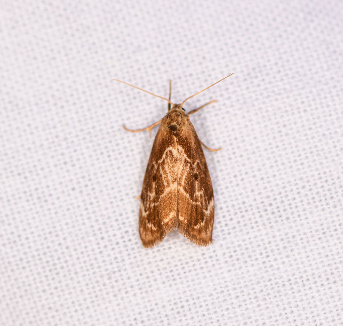 Light brown moth, Ranomafana, Madagascar About 2cm tall. Overall light appearance, including legs and antennae. Wings have several brown tones with light yellow line patterns. Africa,Geotagged,LepiLED,Madagascar,Madagascar 2019,Ranomafana National Park,Winter,World