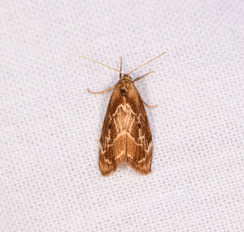 Light brown moth, Ranomafana, Madagascar About 2cm tall. Overall light appearance, including legs and antennae. Wings have several brown tones with light yellow line patterns. Africa,Geotagged,LepiLED,Madagascar,Madagascar 2019,Ranomafana National Park,Winter,World