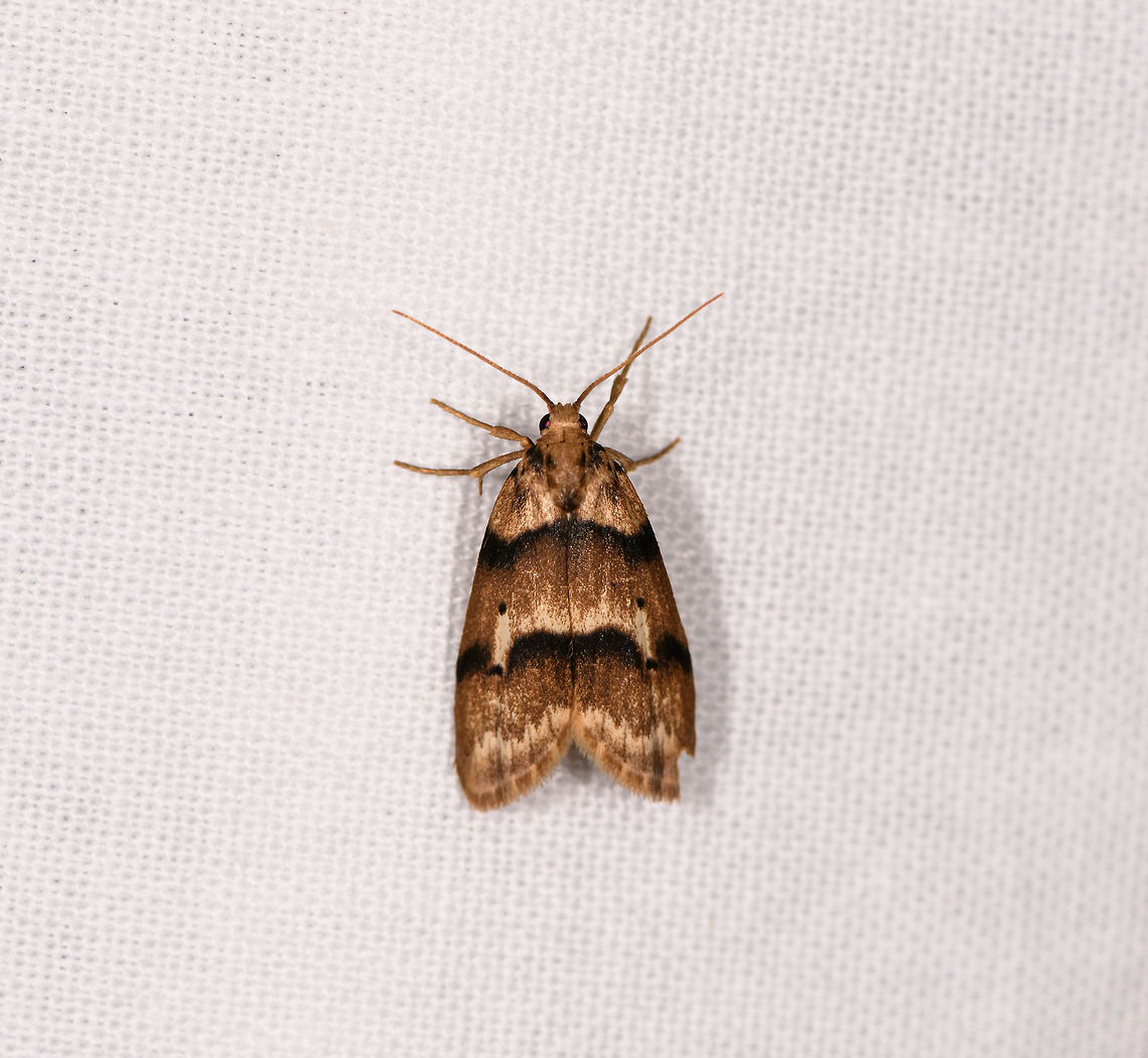 Brown moth with dark bands, Ranomafana, Madagascar About 2-3cm tall. Overall middle brown with both dark and light bands.<br />
<figure class="photo"><a href="https://www.jungledragon.com/image/84472/brown_moth_with_dark_bands_-_folded_ranomafana_madagascar.html" title="Brown moth with dark bands - folded, Ranomafana, Madagascar"><img src="https://s3.amazonaws.com/media.jungledragon.com/images/2/84472_thumb.jpg?AWSAccessKeyId=05GMT0V3GWVNE7GGM1R2&Expires=1770854410&Signature=9FSXfSHN9kR%2FLlI0KeZF0EBLqdI%3D" width="120" height="152" alt="Brown moth with dark bands - folded, Ranomafana, Madagascar Looks to be the same species as found earlier this night yet with the wings folded:<br />
https://www.jungledragon.com/image/84261/brown_moth_with_dark_bands_ranomafana_madagascar.html Africa,LepiLED,Madagascar,Madagascar 2019,Ranomafana National Park,World" /></a></figure> Africa,Geotagged,LepiLED,Madagascar,Madagascar 2019,Ranomafana National Park,Winter,World
