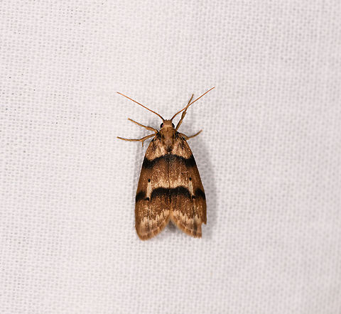 Brown moth with dark bands, Ranomafana, Madagascar About 2-3cm tall. Overall middle brown with both dark and light bands.
https://www.jungledragon.com/image/84472/brown_moth_with_dark_bands_-_folded_ranomafana_madagascar.html Africa,Geotagged,LepiLED,Madagascar,Madagascar 2019,Ranomafana National Park,Winter,World