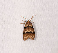 Brown moth with dark bands, Ranomafana, Madagascar About 2-3cm tall. Overall middle brown with both dark and light bands.<br />
https://www.jungledragon.com/image/84472/brown_moth_with_dark_bands_-_folded_ranomafana_madagascar.html Africa,Geotagged,LepiLED,Madagascar,Madagascar 2019,Ranomafana National Park,Winter,World