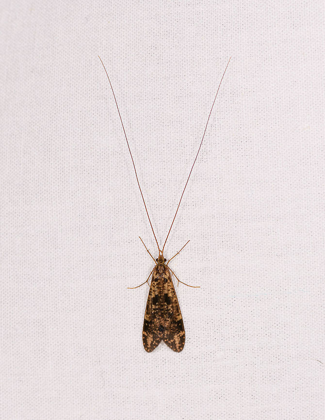 Caddisfly, Ranomafana, Madagascar Some by-catch on the moth cloth. Yellow with dark speckles and spots, or opposite, not sure. Antennae indicate it may be compensating for something. Africa,Geotagged,LepiLED,Madagascar,Madagascar 2019,Ranomafana National Park,Winter,World