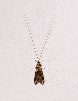 Caddisfly, Ranomafana, Madagascar Some by-catch on the moth cloth. Yellow with dark speckles and spots, or opposite, not sure. Antennae indicate it may be compensating for something. Africa,Geotagged,LepiLED,Madagascar,Madagascar 2019,Ranomafana National Park,Winter,World
