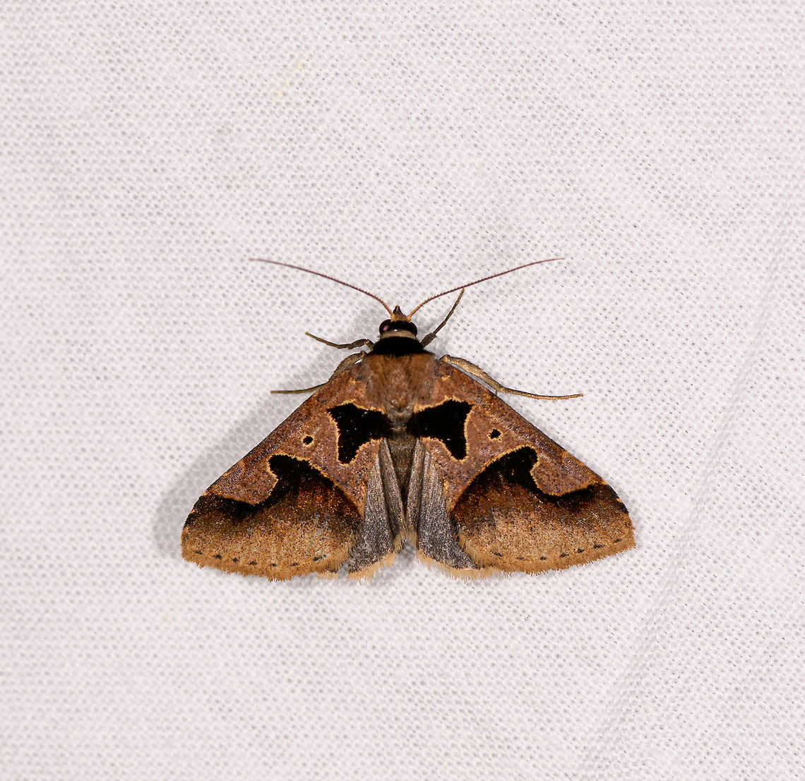 Anoba plumipes, Ranomafana, Madagascar Pretty sure of the genus, but it leaves quite a few similar looking candidates. This page...<br />
<br />
<a href="http://www.afromoths.net/species/pictures" rel="nofollow">http://www.afromoths.net/species/pictures</a><br />
<br />
...allows for filtering on family, subfamily and genus, and brings a few dozen results for Anoba sp. They are pinned and hard to distinguish from each other. Africa,Anoba plumipes,Geotagged,LepiLED,Madagascar,Madagascar 2019,Ranomafana National Park,Winter,World