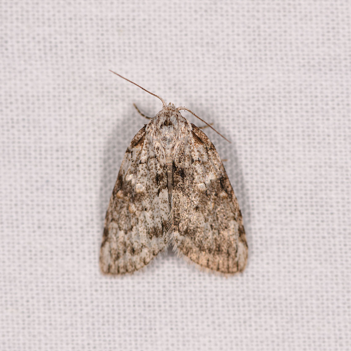 Nolidae sp., Ranomafana, Madagascar Based on this discussion:<br />
<figure class="photo"><a href="https://www.jungledragon.com/image/84186/small_white_moth_ranomafana_madagascar.html" title="Small white moth, Ranomafana, Madagascar"><img src="https://s3.amazonaws.com/media.jungledragon.com/images/2/84186_thumb.jpg?AWSAccessKeyId=05GMT0V3GWVNE7GGM1R2&Expires=1761782410&Signature=duAAZCaRCVXwTUCgaiLKiebCZu8%3D" width="200" height="134" alt="Small white moth, Ranomafana, Madagascar About 7mm in size. Overall white with several brown marks. Squarish in appearance. Africa,LepiLED,Madagascar,Madagascar 2019,Ranomafana National Park,World" /></a></figure><br />
...possibly a member of the same tribe. Africa,Geotagged,LepiLED,Madagascar,Madagascar 2019,Ranomafana National Park,Winter,World