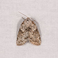 Nolidae sp., Ranomafana, Madagascar Based on this discussion:<br />
https://www.jungledragon.com/image/84186/small_white_moth_ranomafana_madagascar.html<br />
...possibly a member of the same tribe. Africa,Geotagged,LepiLED,Madagascar,Madagascar 2019,Ranomafana National Park,Winter,World