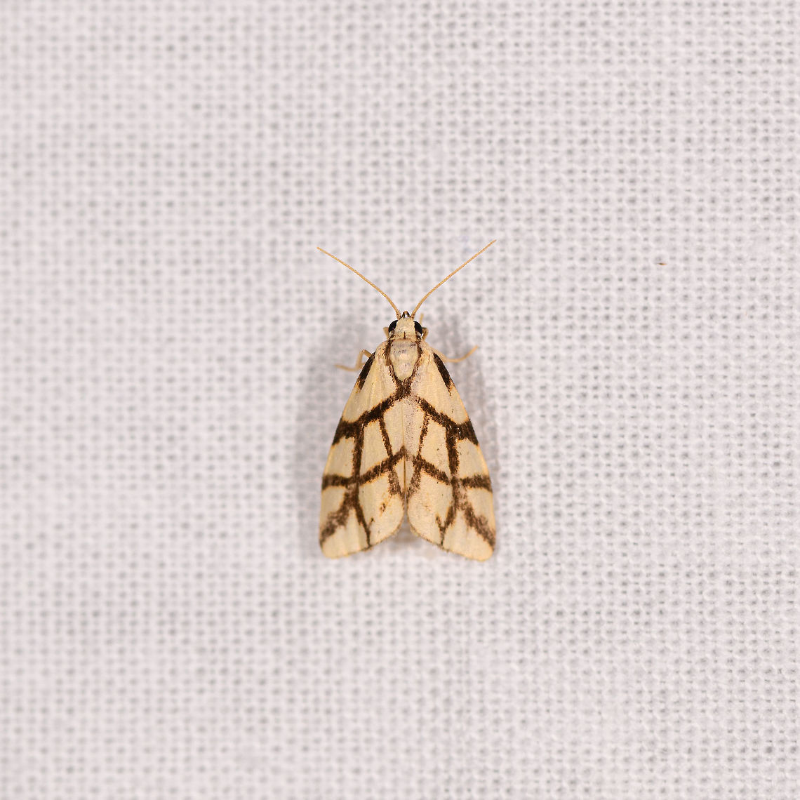 Light yellow moth with spider-like patterns, Ranomafana, Madagascar Small (1-2cm) but beautiful moth that has an overall light yellow color with thick and explicit dark bands that resemble a web. Africa,Geotagged,LepiLED,Madagascar,Madagascar 2019,Paulianosia clathrata,Ranomafana National Park,Winter,World