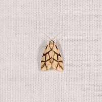 Light yellow moth with spider-like patterns, Ranomafana, Madagascar Small (1-2cm) but beautiful moth that has an overall light yellow color with thick and explicit dark bands that resemble a web. Africa,Geotagged,LepiLED,Madagascar,Madagascar 2019,Paulianosia clathrata,Ranomafana National Park,Winter,World