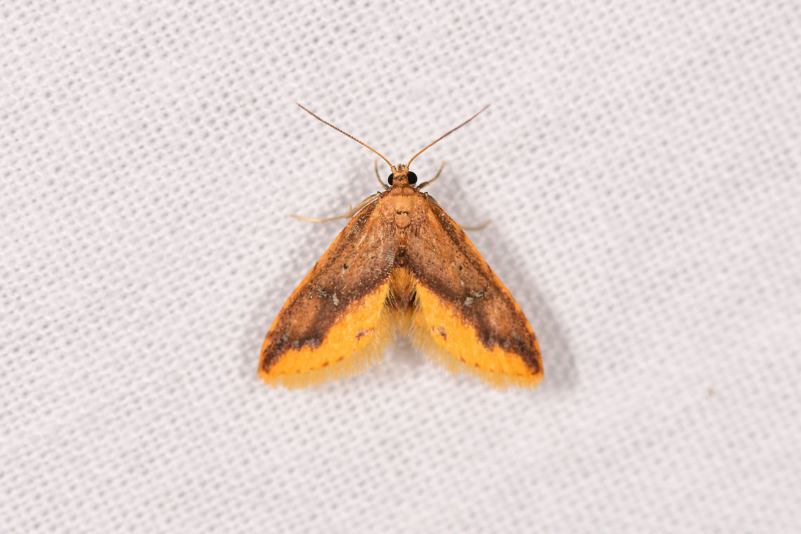 Small orange moth, Ranomafana, Madagascar About 1-2cm tall, overall dark orange with light orange vibrant highlight at the bottom of the wings. Africa,Geotagged,Hypobleta fatua,LepiLED,Madagascar,Madagascar 2019,Ranomafana National Park,Winter,World