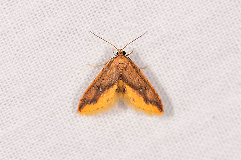 Small orange moth, Ranomafana, Madagascar About 1-2cm tall, overall dark orange with light orange vibrant highlight at the bottom of the wings. Africa,Geotagged,Hypobleta fatua,LepiLED,Madagascar,Madagascar 2019,Ranomafana National Park,Winter,World