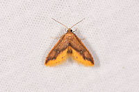 Small orange moth, Ranomafana, Madagascar About 1-2cm tall, overall dark orange with light orange vibrant highlight at the bottom of the wings. Africa,Geotagged,Hypobleta fatua,LepiLED,Madagascar,Madagascar 2019,Ranomafana National Park,Winter,World